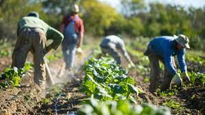 Farmer Training in Dodoma